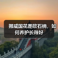挪威国花是欧石楠，如何养护长得好（图3）