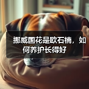 挪威国花是欧石楠，如何养护长得好（图2）