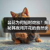 昙花为何短时绽放？揭秘其夜间开花的自然奥秘与生存策略（图3）