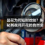 昙花为何短时绽放？揭秘其夜间开花的自然奥秘与生存策略（图4）