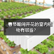 春节期间开花的室内植物有哪些？（图4）