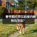 春节期间开花的室内植物有哪些？（图2）