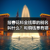 报春花科金钱草的别名叫什么？和铜钱草有哪些区别？（图4）
