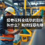 报春花科金钱草的别名叫什么？和铜钱草有哪些区别？（图3）
