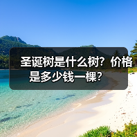 圣诞树是什么树？价格是多少钱一棵？（图1）