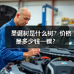 圣诞树是什么树？价格是多少钱一棵？（图3）