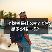 圣诞树是什么树？价格是多少钱一棵？（图2）