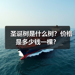 圣诞树是什么树？价格是多少钱一棵？（图4）