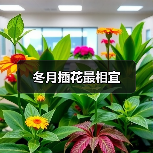 冬月插花最相宜（图1）