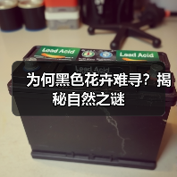 为何黑色花卉难寻？揭秘自然之谜（图3）