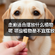 走廊适合摆放什么植物呢 哪些植物是不宜摆放在走廊(图)（图2）