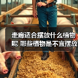 走廊适合摆放什么植物呢 哪些植物是不宜摆放在走廊(图)（图1）