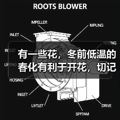 有一些花，冬前低温的春化有利于开花，切记不要急于移入室内！（图1）