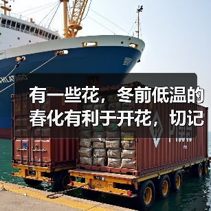 有一些花，冬前低温的春化有利于开花，切记不要急于移入室内！（图2）