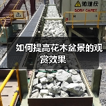 如何提高花木盆景的观赏效果（图4）