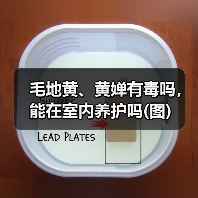 毛地黄、黄婵有毒吗，能在室内养护吗(图)（图1）