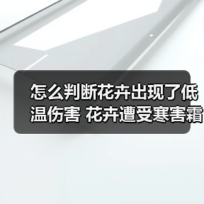 怎么判断花卉出现了低温伤害 花卉遭受寒害霜害冻害怎么办(图)（图1）
