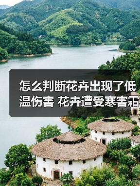 怎么判断花卉出现了低温伤害 花卉遭受寒害霜害冻害怎么办(图)（图3）