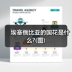 埃塞俄比亚的国花是什么?(图)（图3）