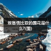 埃塞俄比亚的国花是什么?(图)（图2）