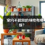 室内不能放的植物有哪些？（图4）