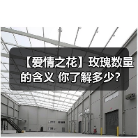 【爱情之花】玫瑰数量的含义 你了解多少？（图4）