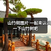 山竹树图片 一起来认识一下山竹树吧(图1) 山竹树图片 一起来认识一下山竹树吧(图1)