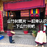 山竹树图片 一起来认识一下山竹树吧(图2) 山竹树图片 一起来认识一下山竹树吧(图2)