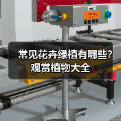 常见花卉绿植有哪些？观赏植物大全（图2）