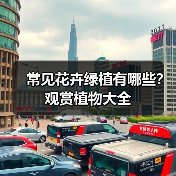 常见花卉绿植有哪些？观赏植物大全（图3）