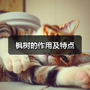 枫树的作用及特点（图1）