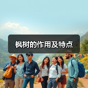 枫树的作用及特点（图3）