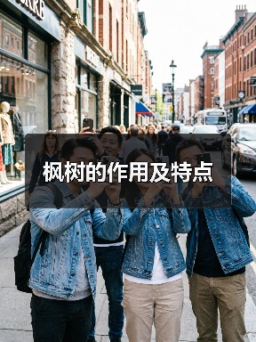 枫树的作用及特点（图4）