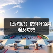 【涨知识】桉树叶的用途及功效（图4）