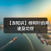 【涨知识】桉树叶的用途及功效（图3）