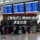 【涨知识】桉树叶的用途及功效（图2）