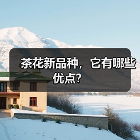 茶花新品种，它有哪些优点？（图3）
