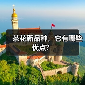茶花新品种，它有哪些优点？（图1）
