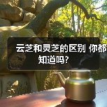 云芝和灵芝的区别 你都知道吗?（图2）