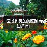 云芝和灵芝的区别 你都知道吗?（图1）