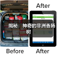 揭秘：神奇的非洲香肠树（图2）