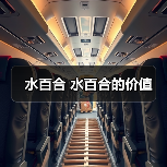 水百合 水百合的价值（图1）