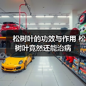 松树叶的功效与作用 松树叶竟然还能治病（图3）