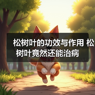 松树叶的功效与作用 松树叶竟然还能治病（图1）