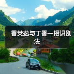 香荚蒾与丁香一招识别法（图3）