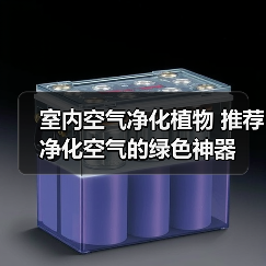 室内空气净化植物 推荐净化空气的绿色神器（图3）