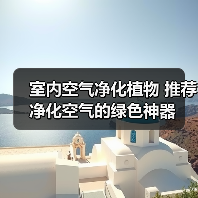 室内空气净化植物 推荐净化空气的绿色神器（图2）