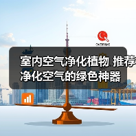 室内空气净化植物 推荐净化空气的绿色神器（图4）