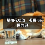 蜡梅花功效：观赏与药用兼具（图1）