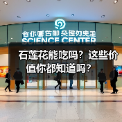 石莲花能吃吗？这些价值你都知道吗？（图3）